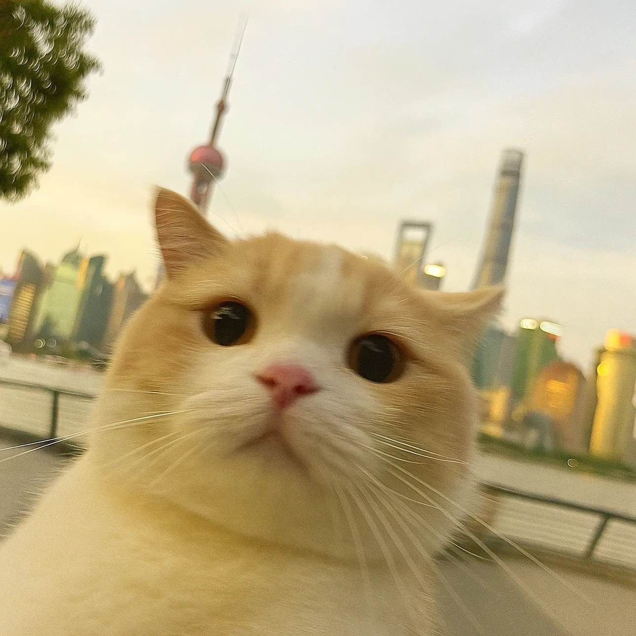 职位发布者头像