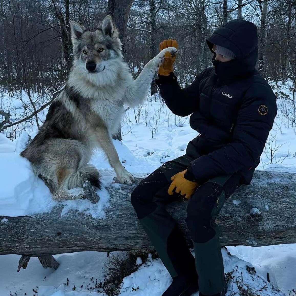 职位发布者头像