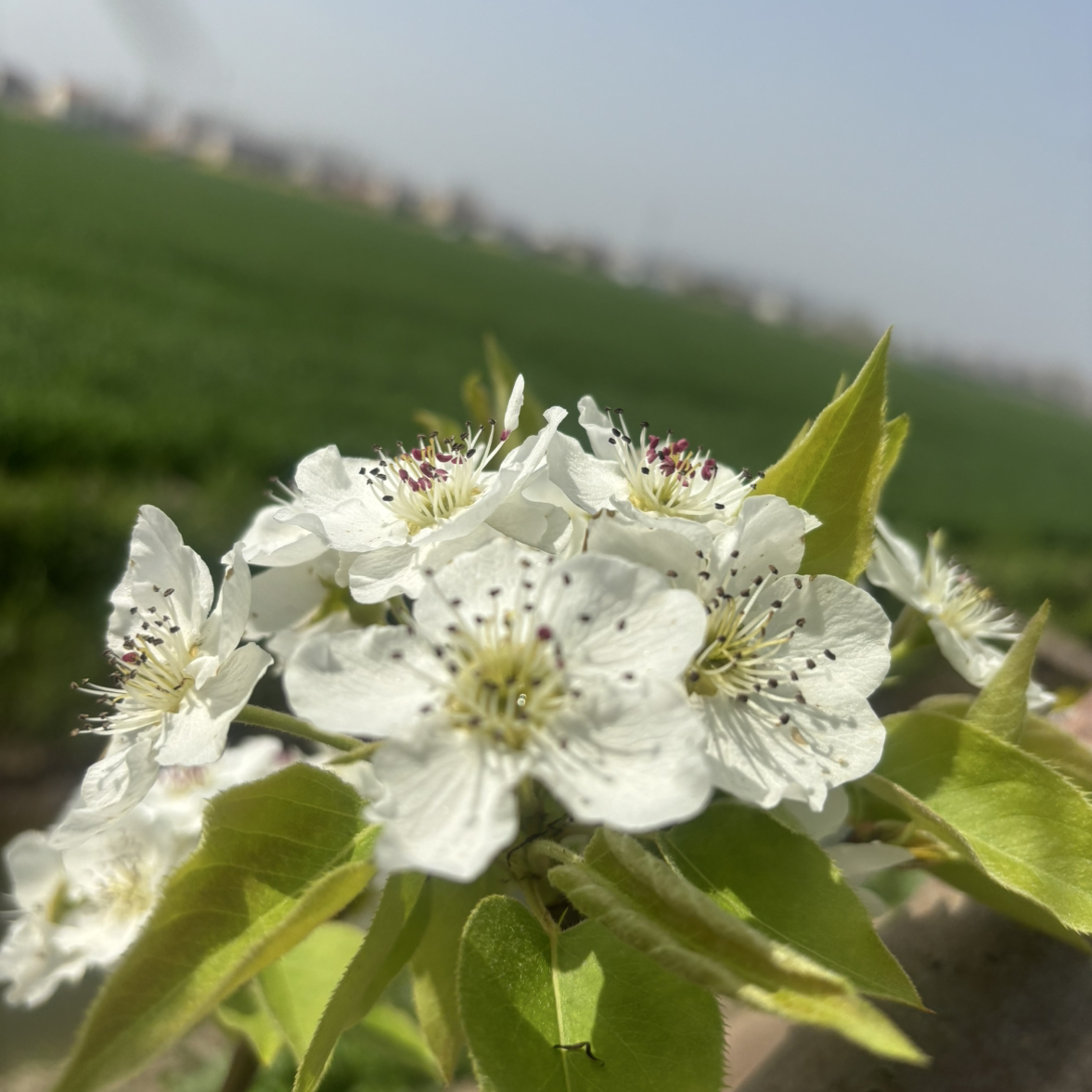 职位发布者头像