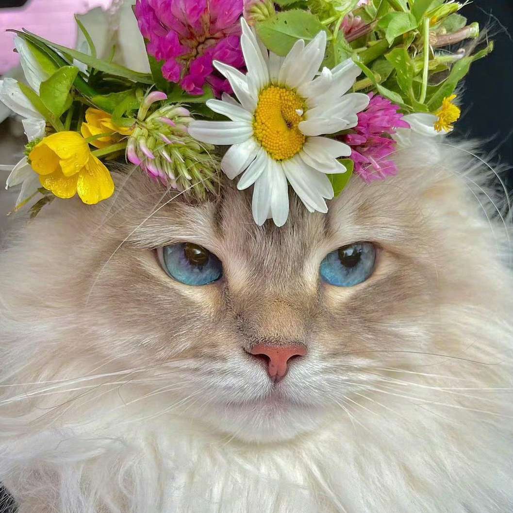 职位发布者头像