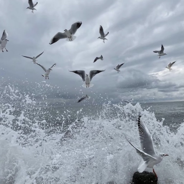 职位发布者头像