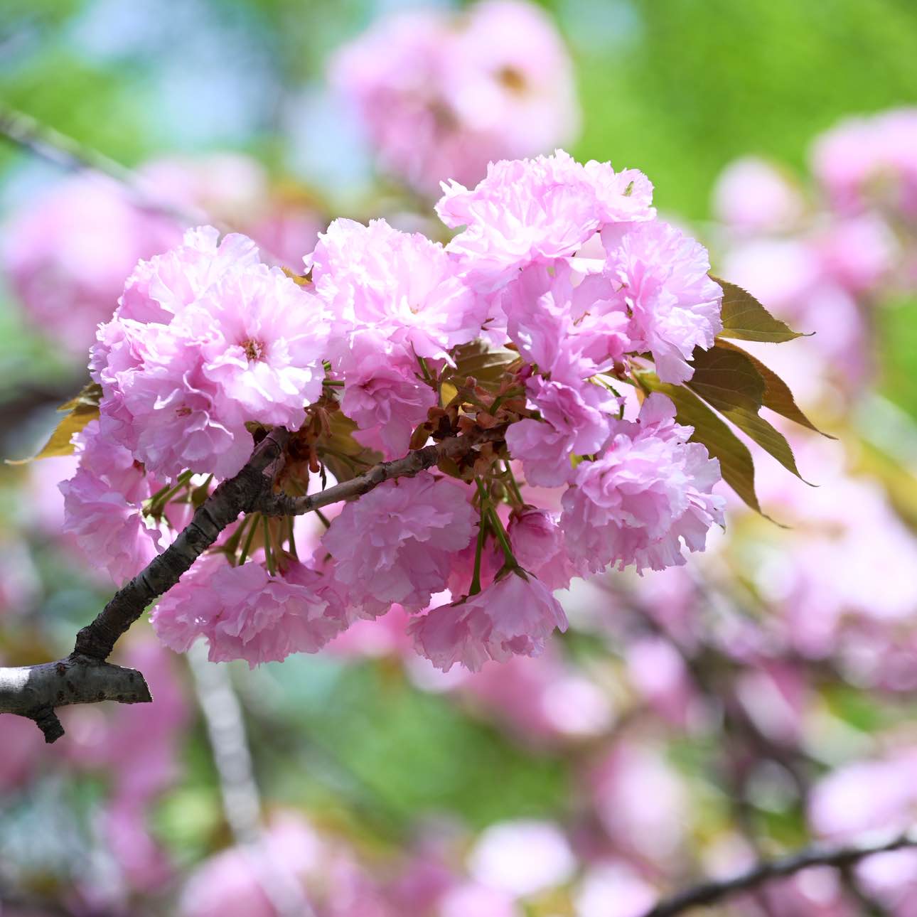 职位发布者头像