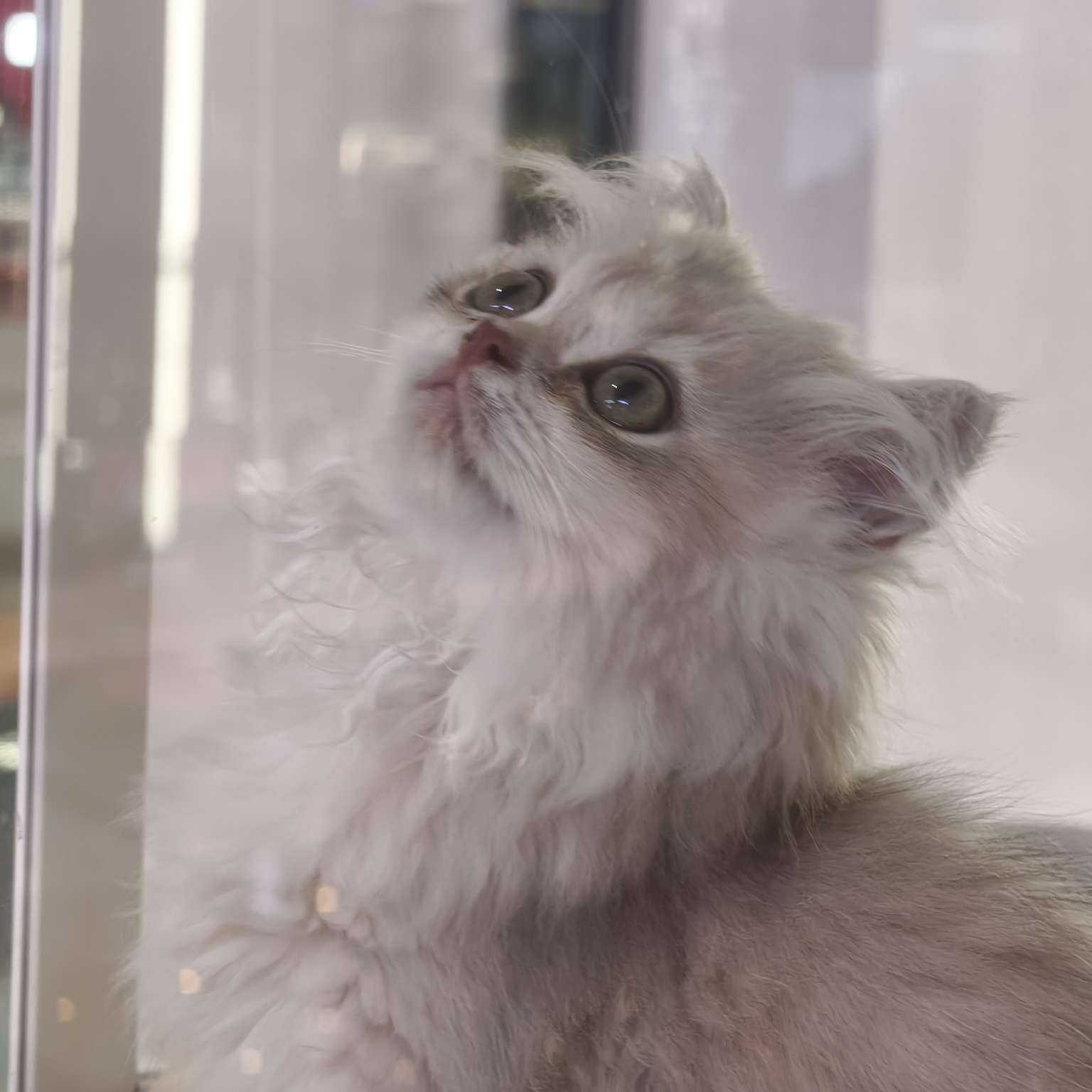 职位发布者头像