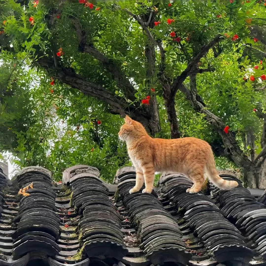 职位发布者头像