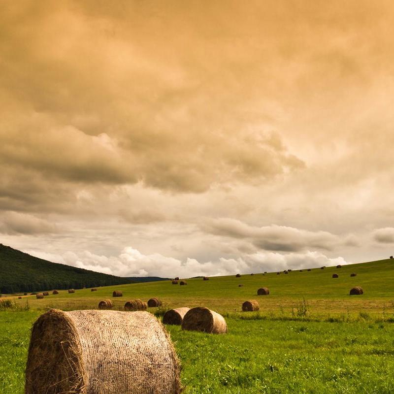 职位发布者头像