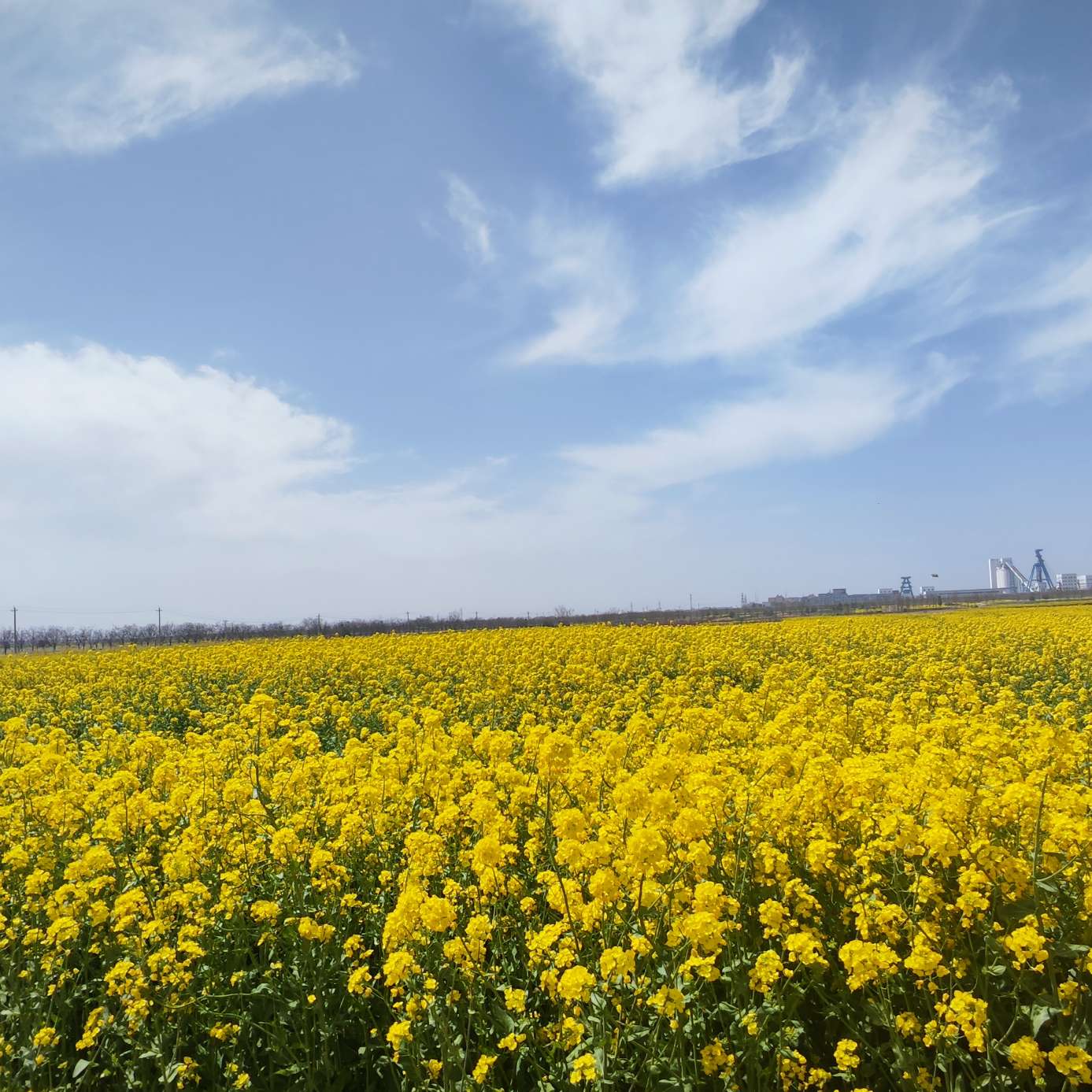 职位发布者头像