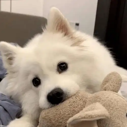 职位发布者头像