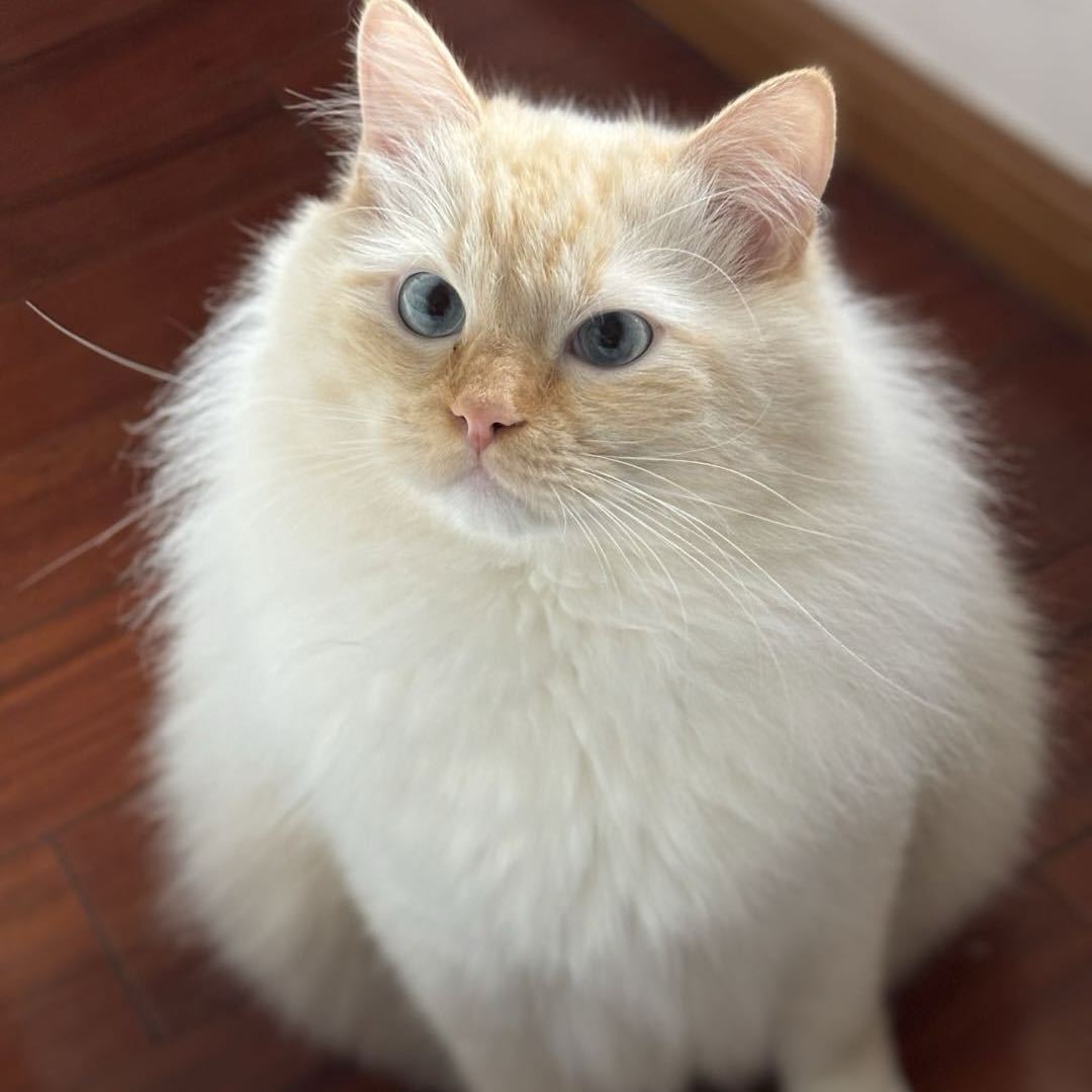 职位发布者头像