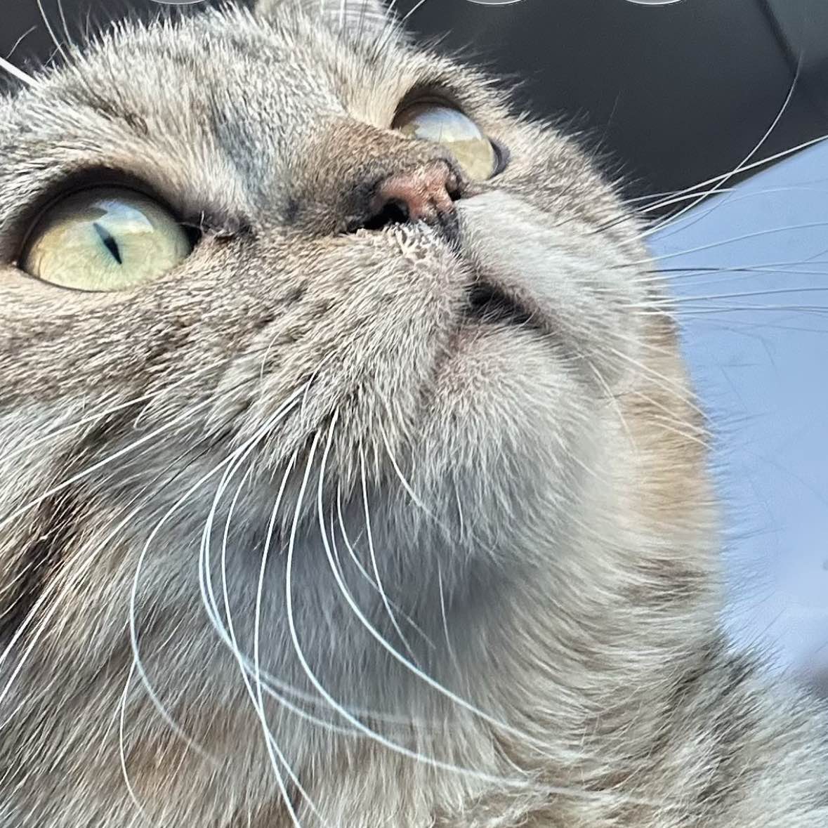 职位发布者头像