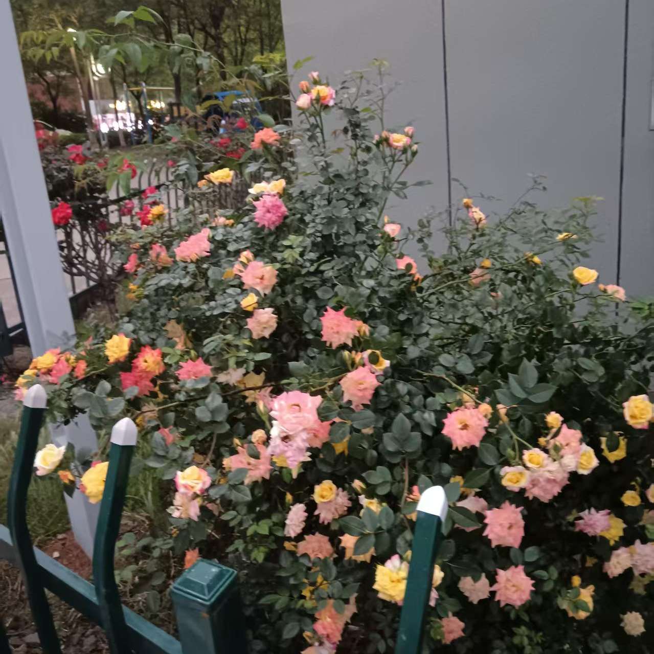 职位发布者头像