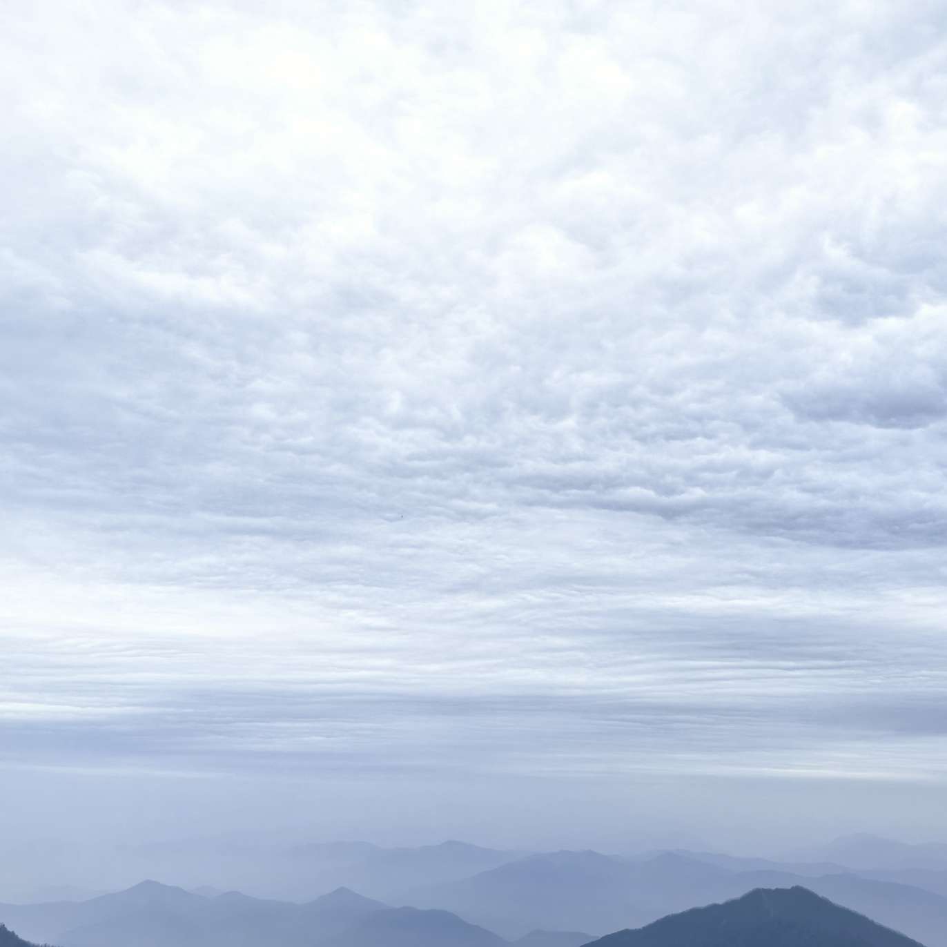 职位发布者头像