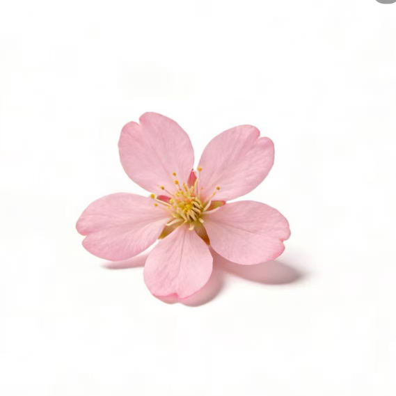 职位发布者头像