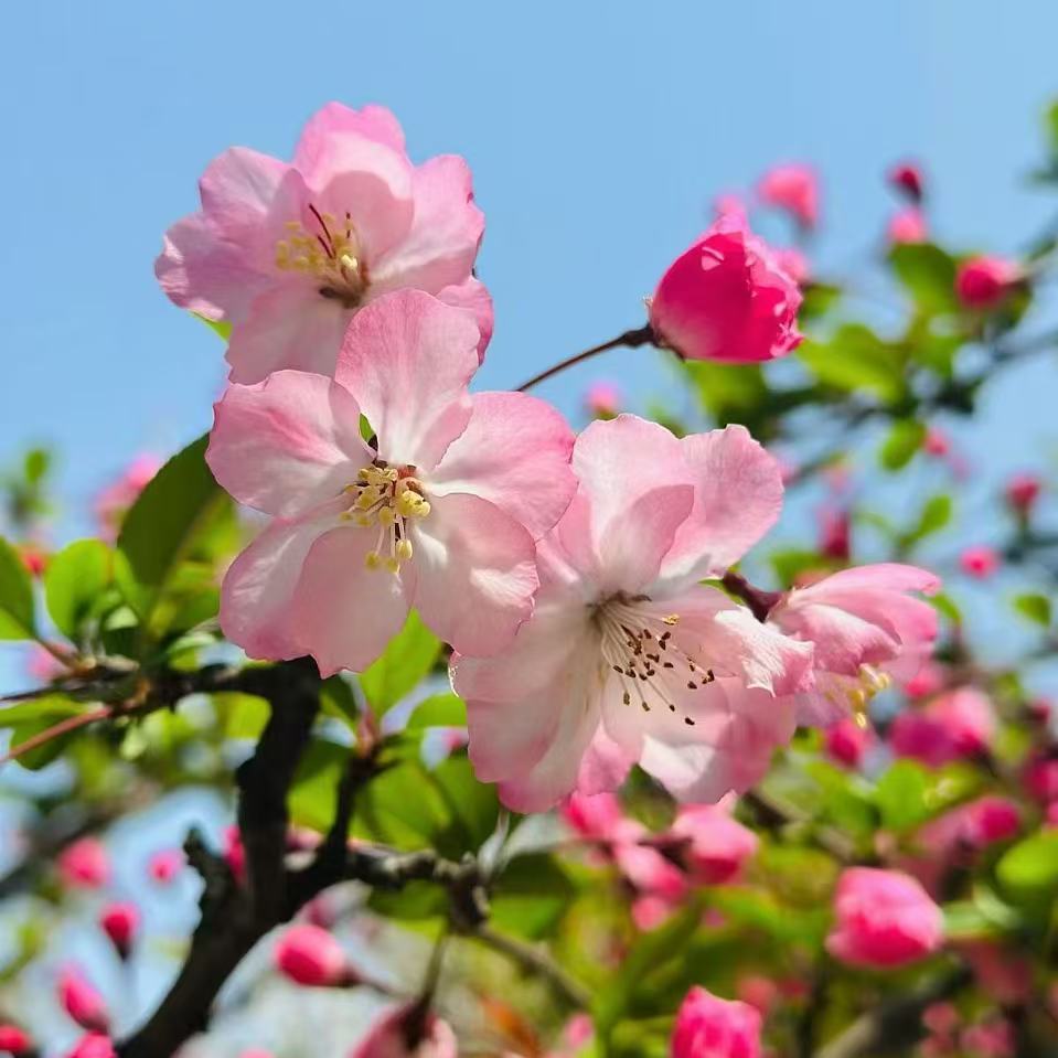 职位发布者头像