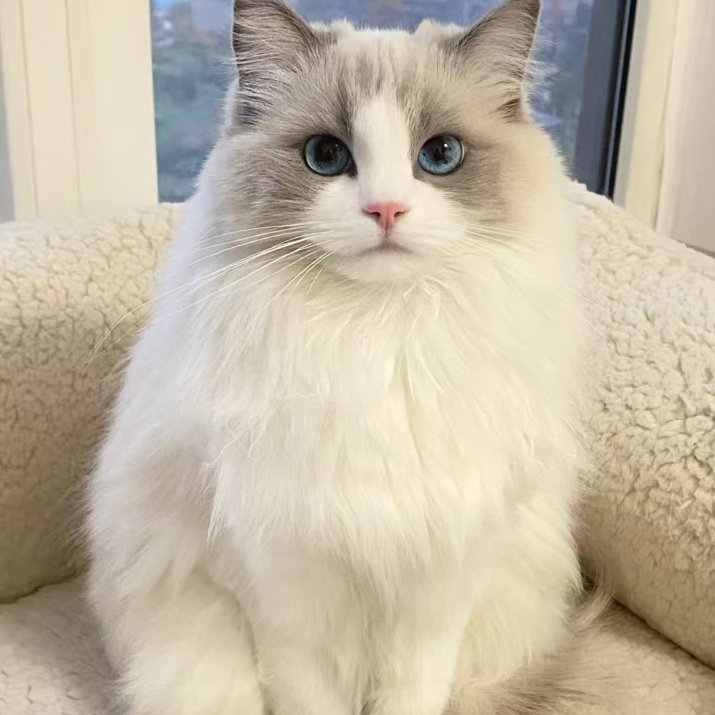 职位发布者头像