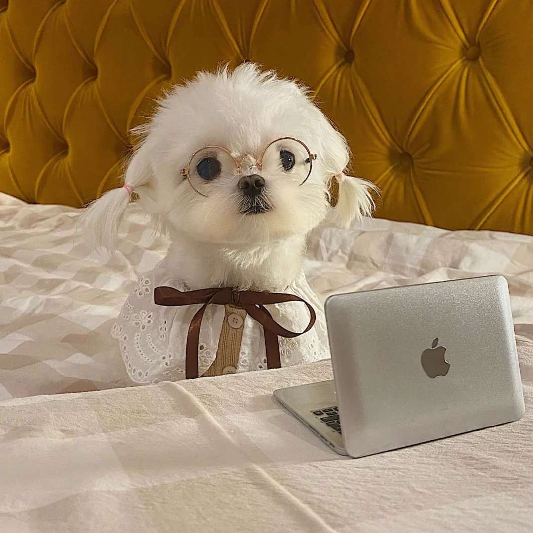 职位发布者头像