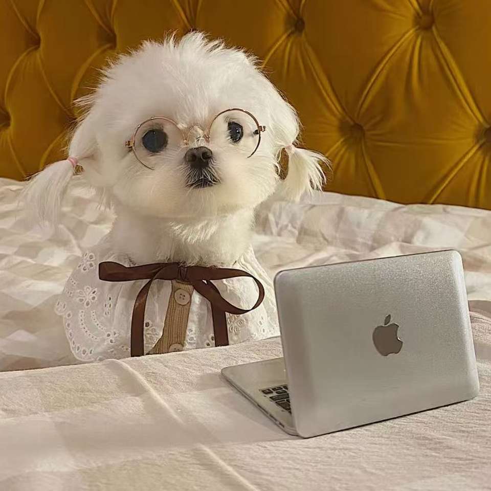 职位发布者头像