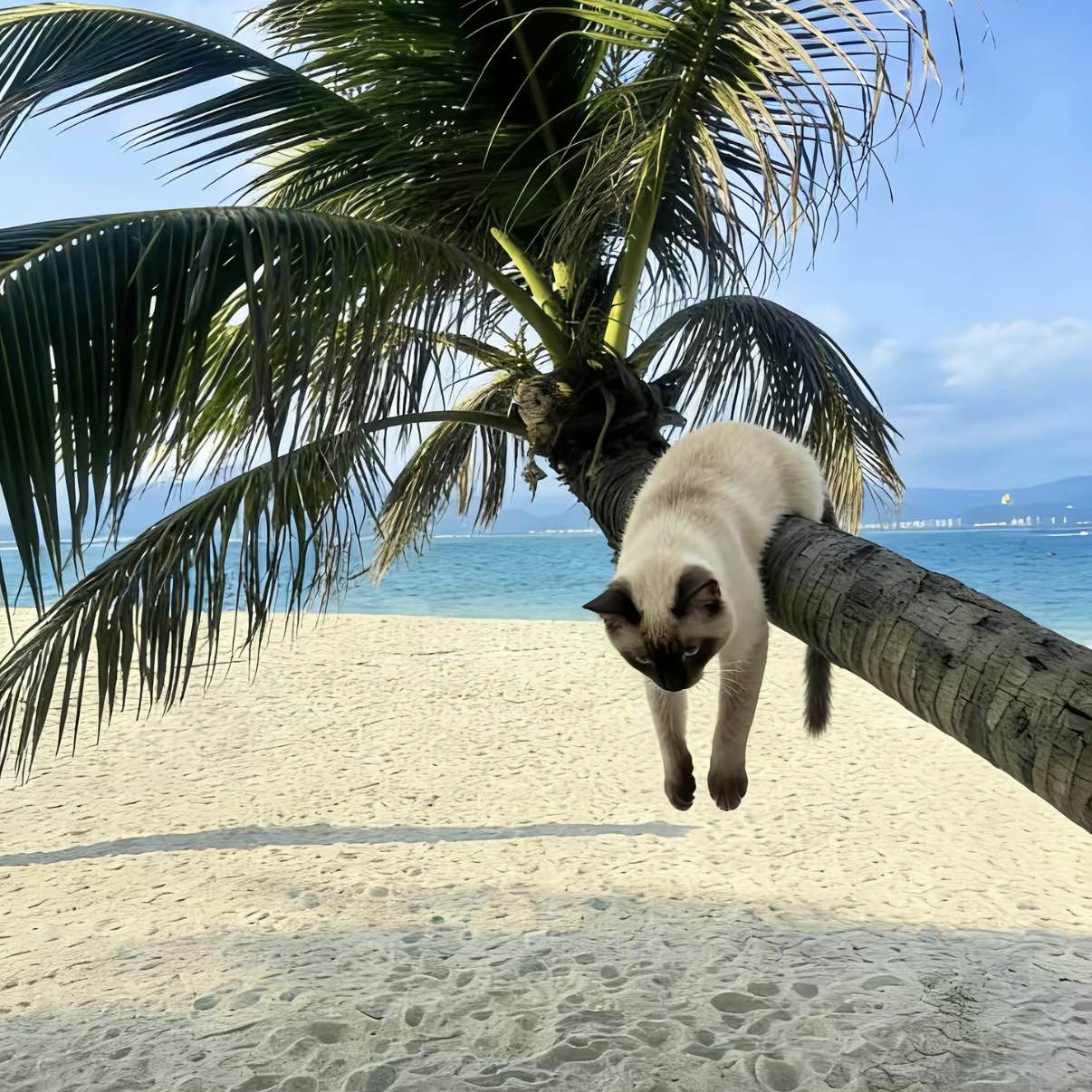 职位发布者头像