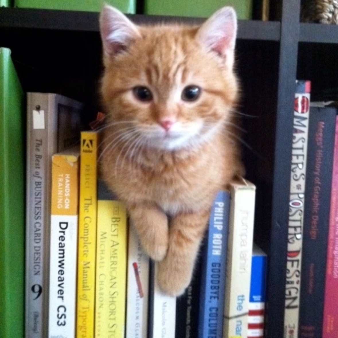 职位发布者头像