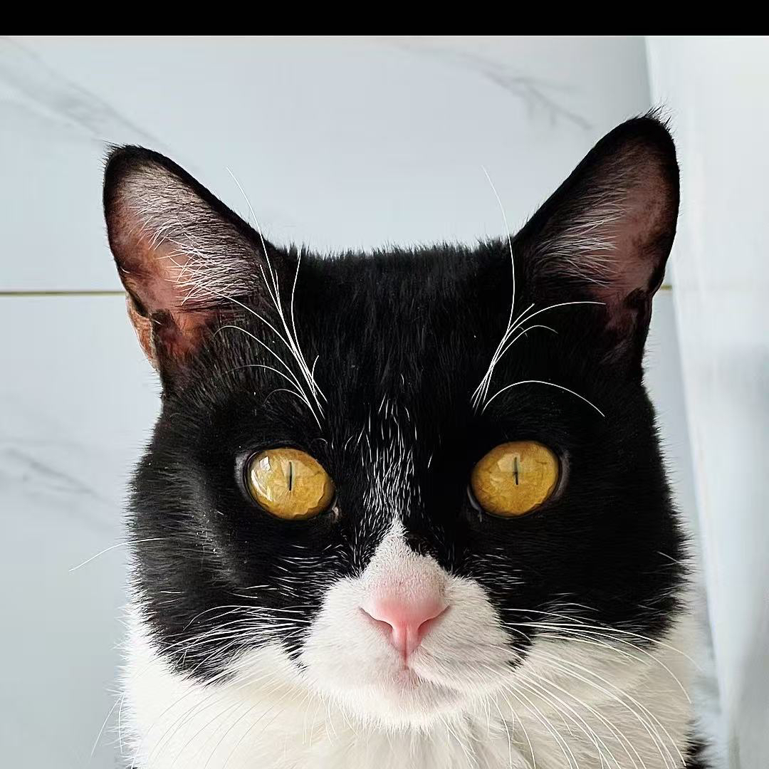 职位发布者头像