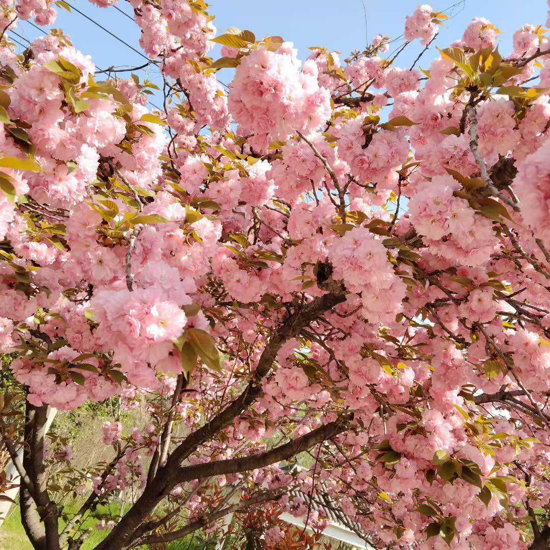 职位发布者头像