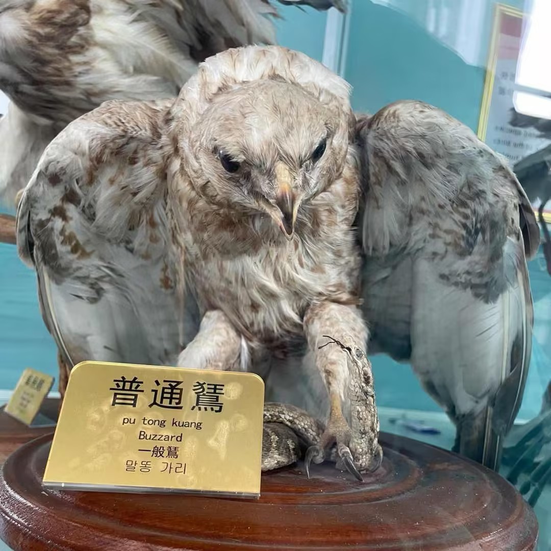 职位发布者头像