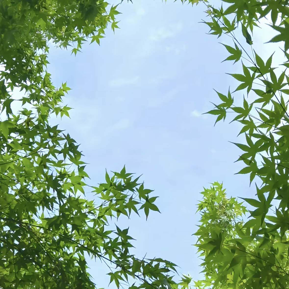 职位发布者头像