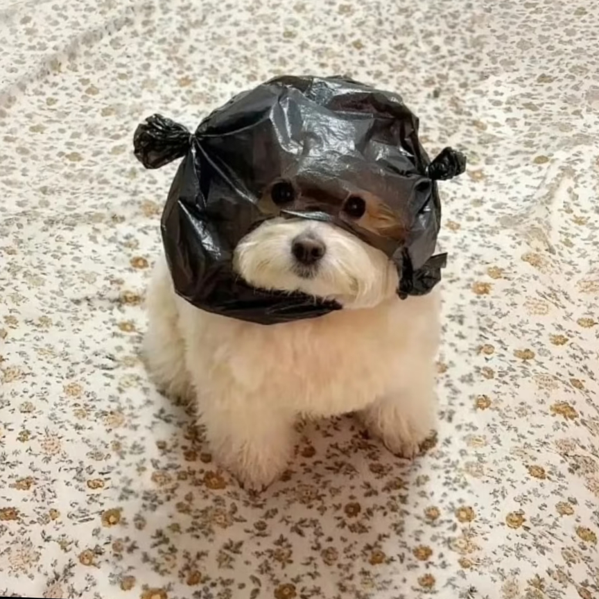 职位发布者头像