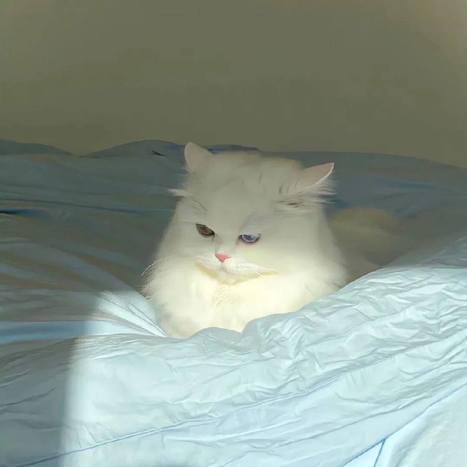 职位发布者头像
