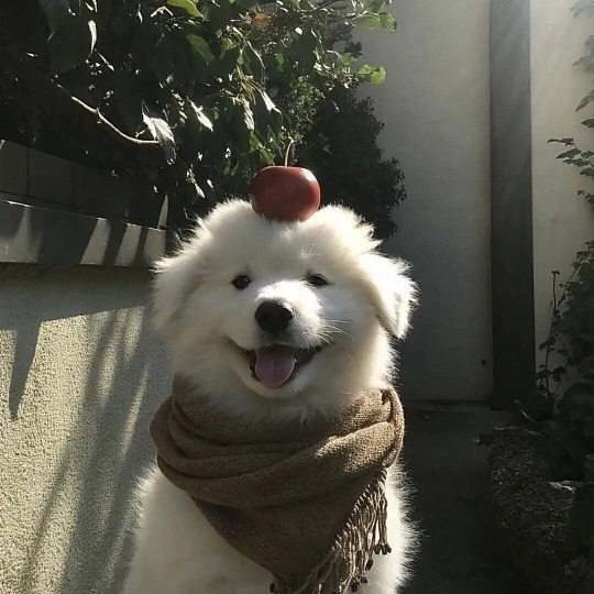 职位发布者头像