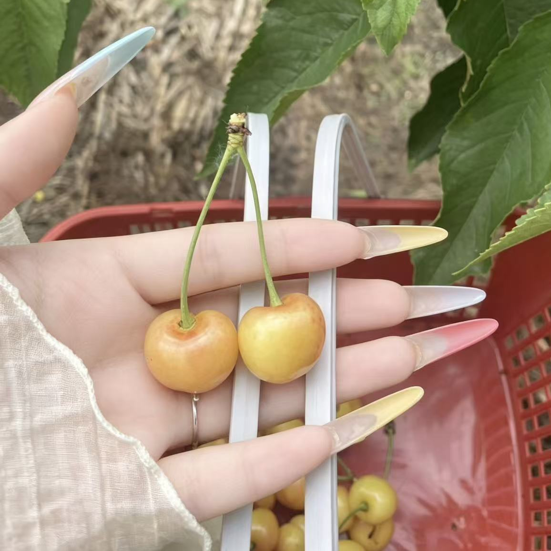 职位发布者头像