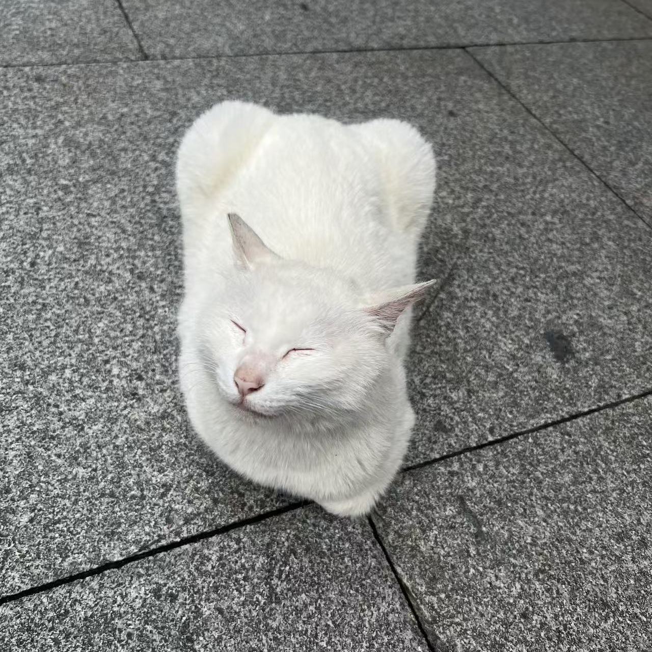 职位发布者头像