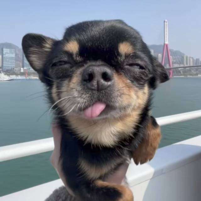 职位发布者头像