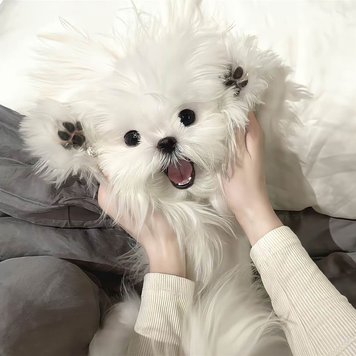 职位发布者头像