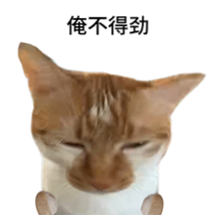 职位发布者头像