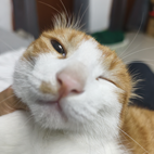职位发布者头像