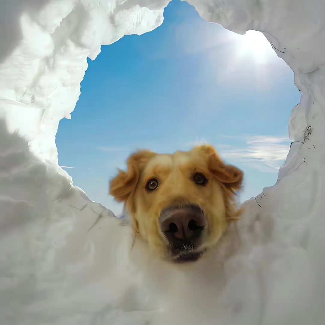 职位发布者头像