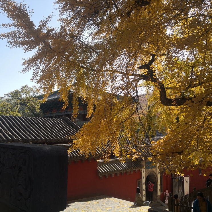 职位发布者头像