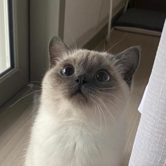 hr頭像