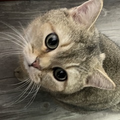 hr頭像