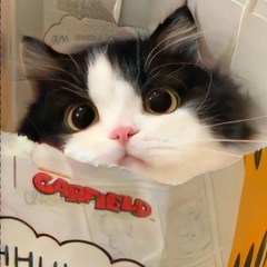 hr頭像