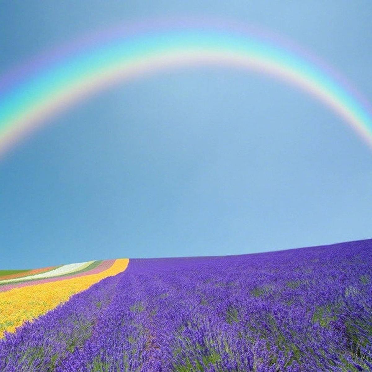 职位发布者头像