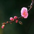 职位发布者头像