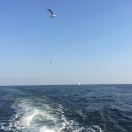 职位发布者头像