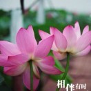 hr頭像
