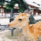 hr頭像