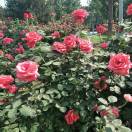 职位发布者头像